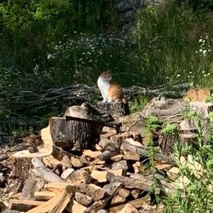 Meet your Posher, Steve